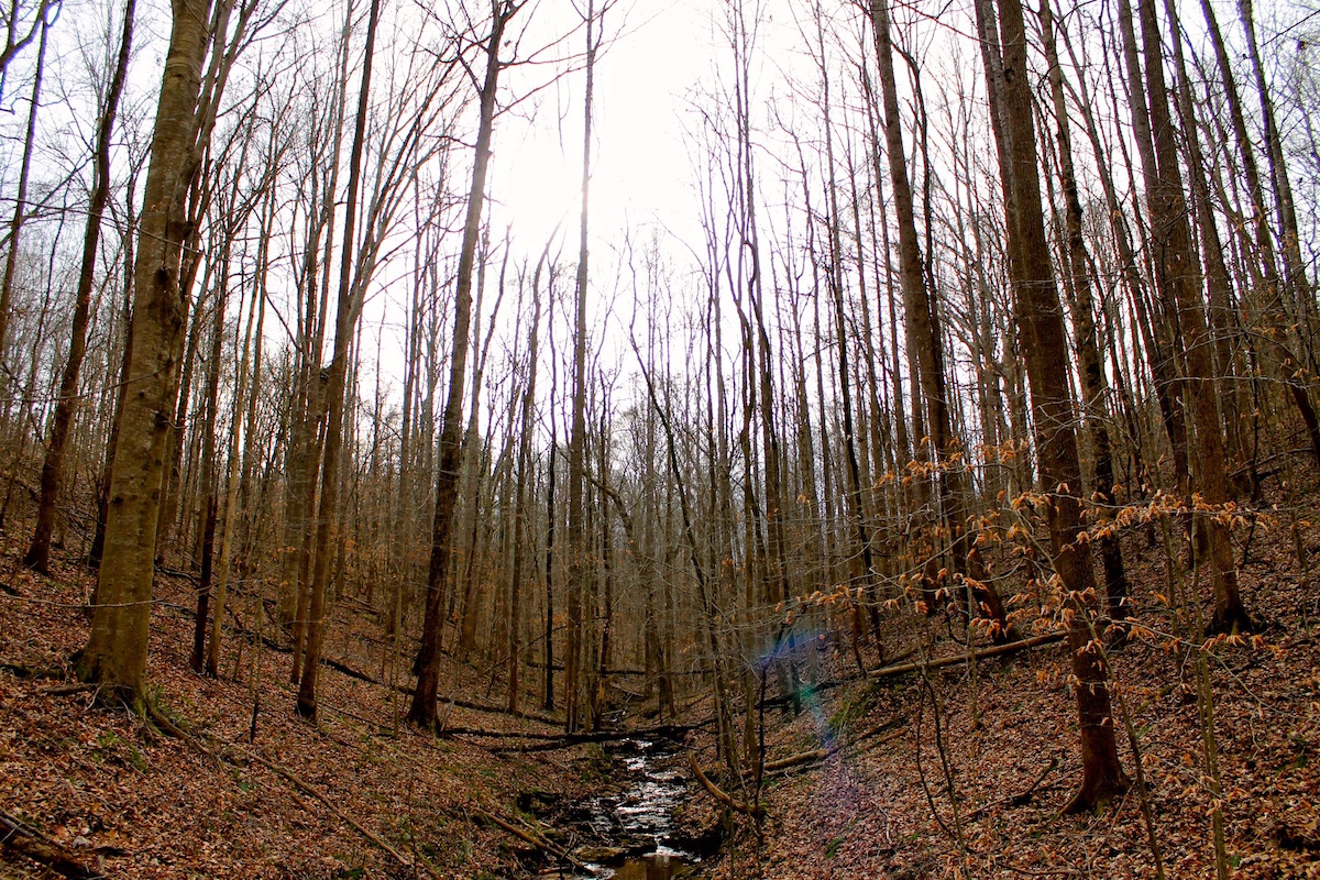Hiking trail in Tennessee. (MTSU Sidelines/ Olivia Ladd)