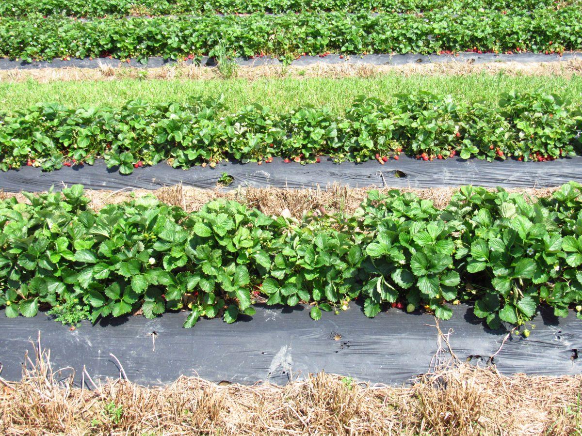 Batey Farms has rows of strawberries waiting to be picked on May 8, 2017.