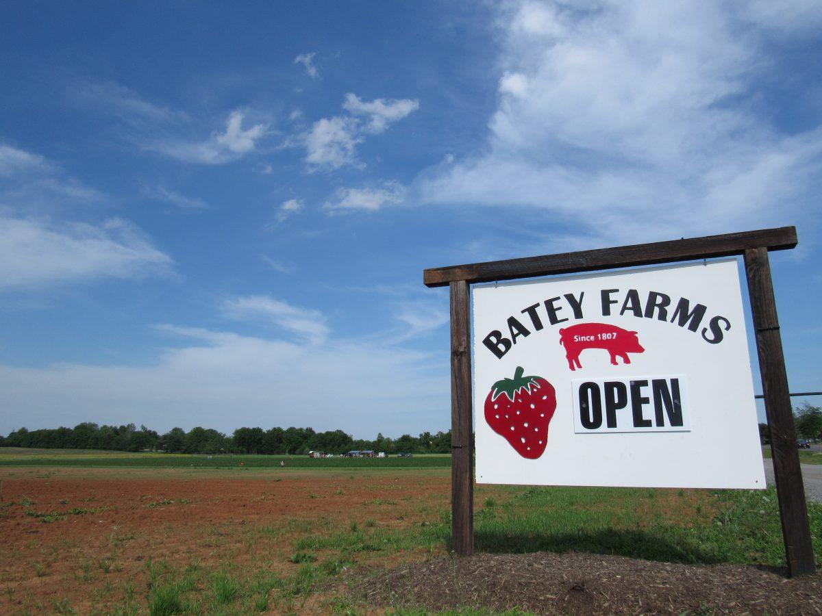 Batey Farms is open of you-pick strawberries on May 8, 2017. (Steve Barnum / MTSU Sidelines)