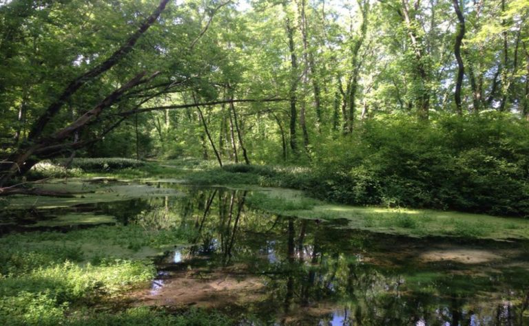 Oaklands wetlands update: Murfreesboro residents, officials continue preservation efforts after city’s purchase of wetlands