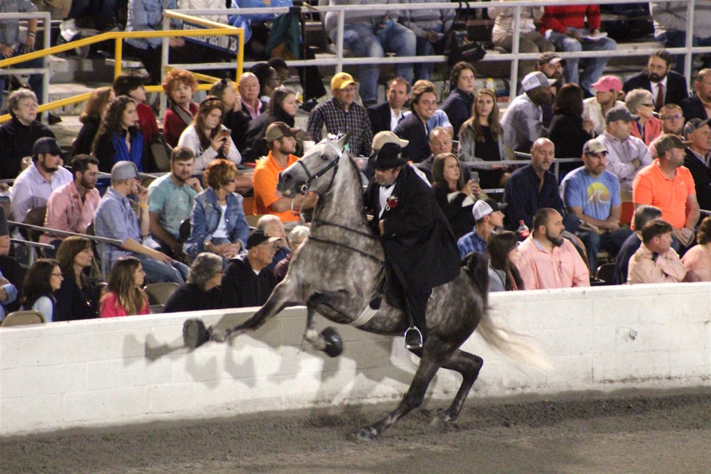 Photo gallery Tennessee Walking Horse National Celebration makes its