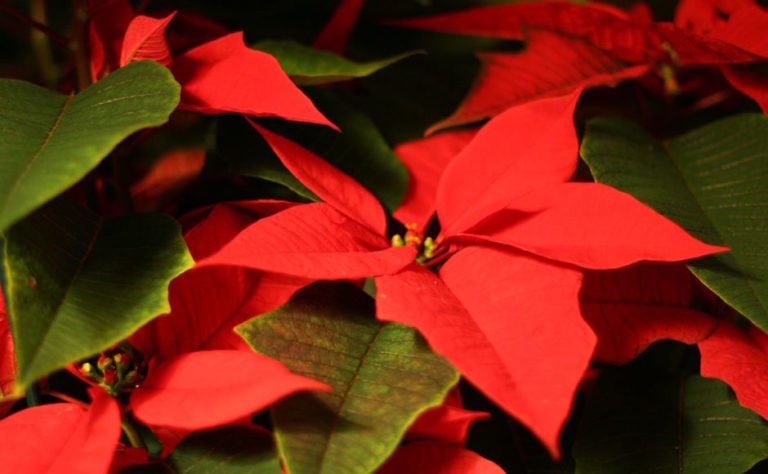 MTSU’s Plant and Soil Science Club to sell holiday staple for generous price Friday
