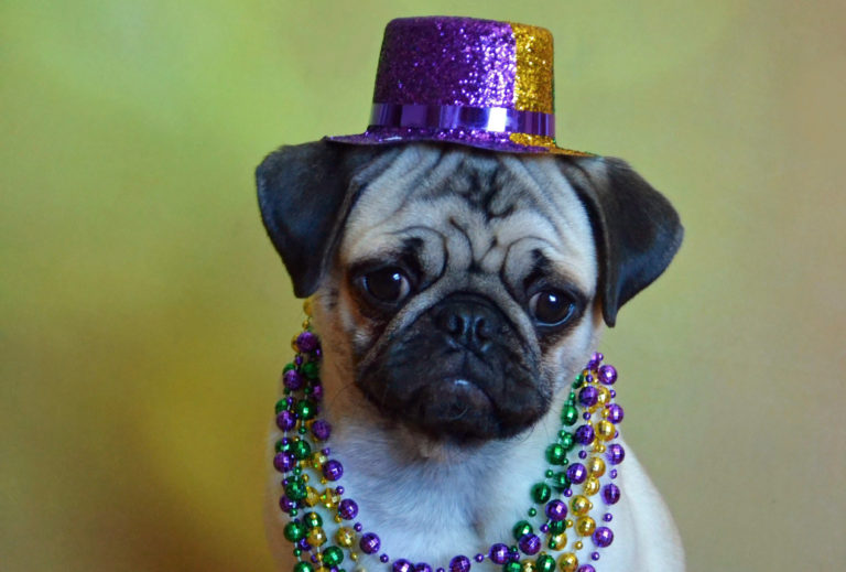 Sidelines Guidelines: How to celebrate Mardi Gras from home