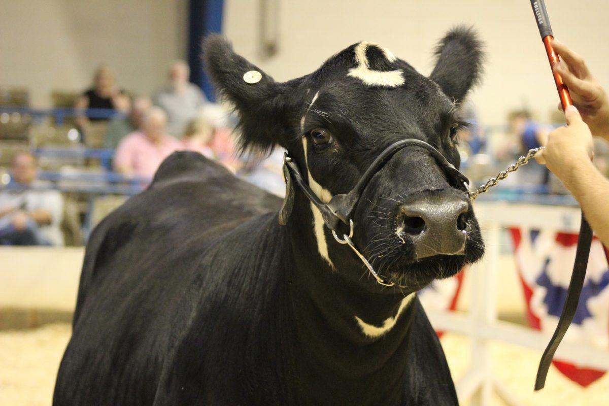 2019 Tennessee Junior Beef Expo comes to MTSU