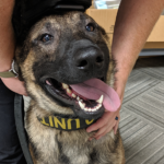 news K9 officer Bobby