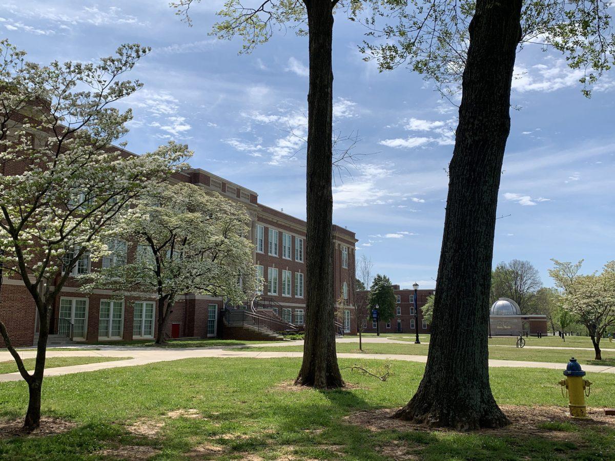 Buds bloom on an empty lawn at MTSU.