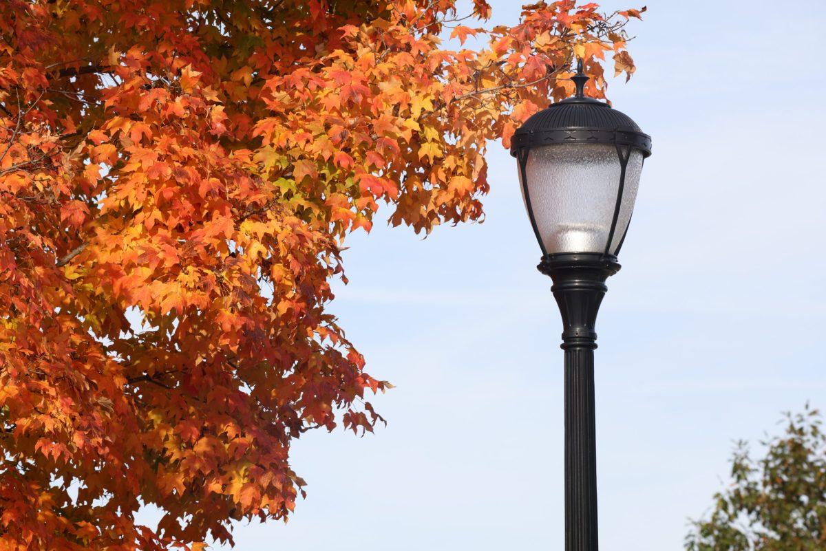 Photo Gallery: Trees changing colors on campus