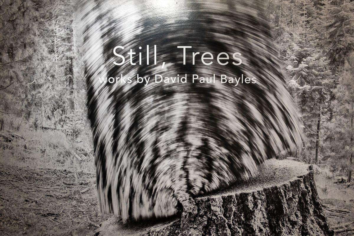 People and Trees: Collision or Cooperation? Photographer Speaks on Baldwin Photographic Gallery Exhibition "Still, Trees"