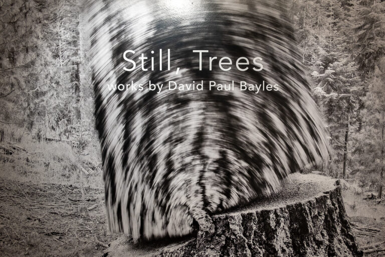 People and Trees: Collision or Cooperation? Photographer Speaks on Baldwin Photographic Gallery Exhibition “Still, Trees”