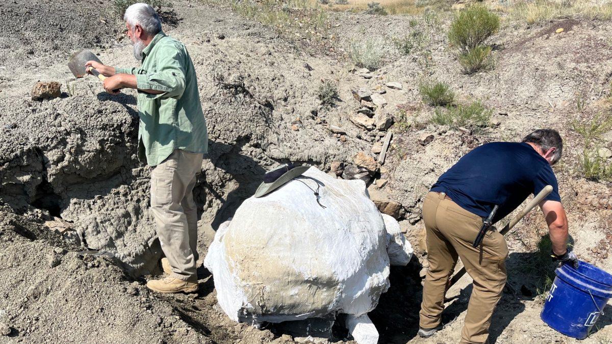 Alan Brown excavates a Triceratops skull at Baisch's Dinosaur Digs. (Photo taken by Alyssa Williams)