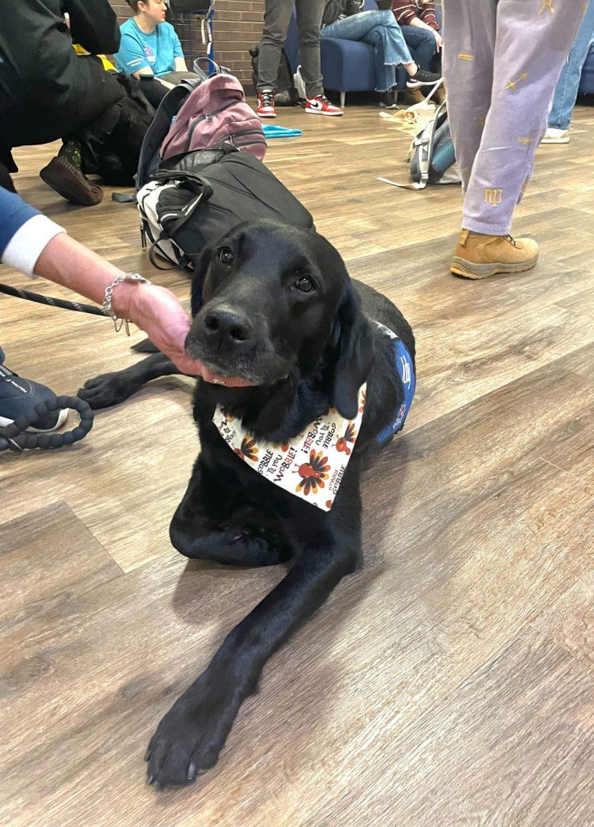 Nashville Therapy Pets return in the midst of finals season