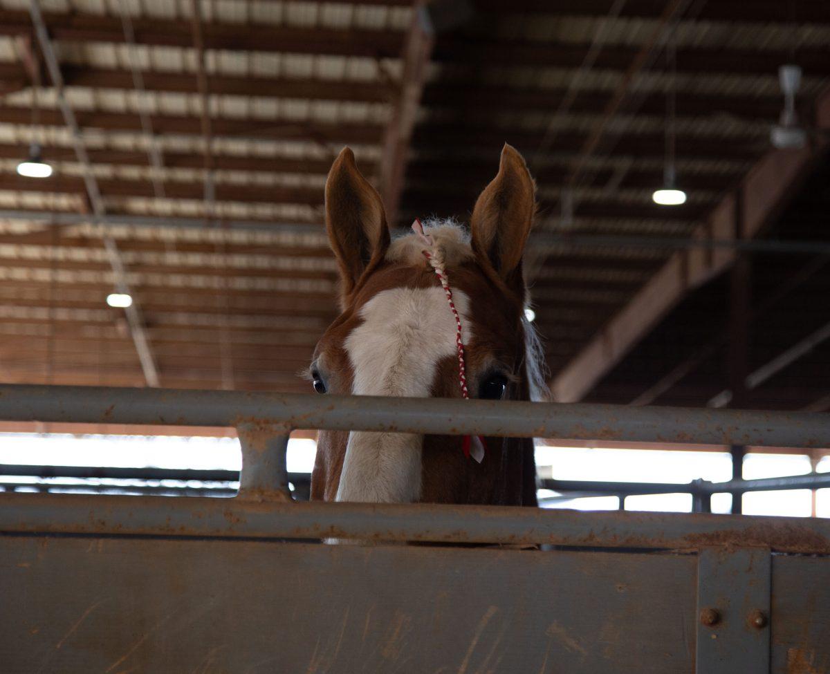 MTSU students, staff braved storms to feed university horses