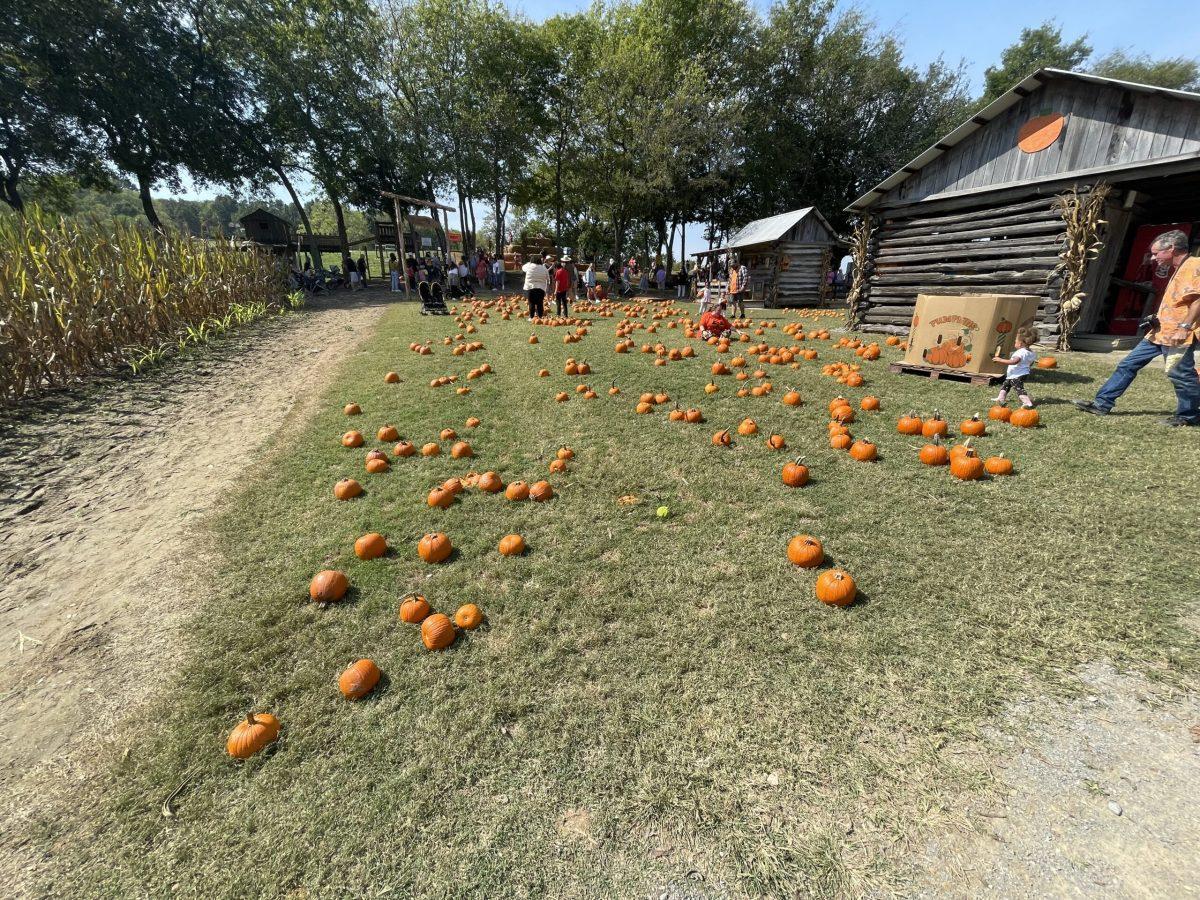 An assortment of pumpkins at Walden Pumpkin Farm in Smyrna, Tennessee. (Photo by Shauna Reynolds)