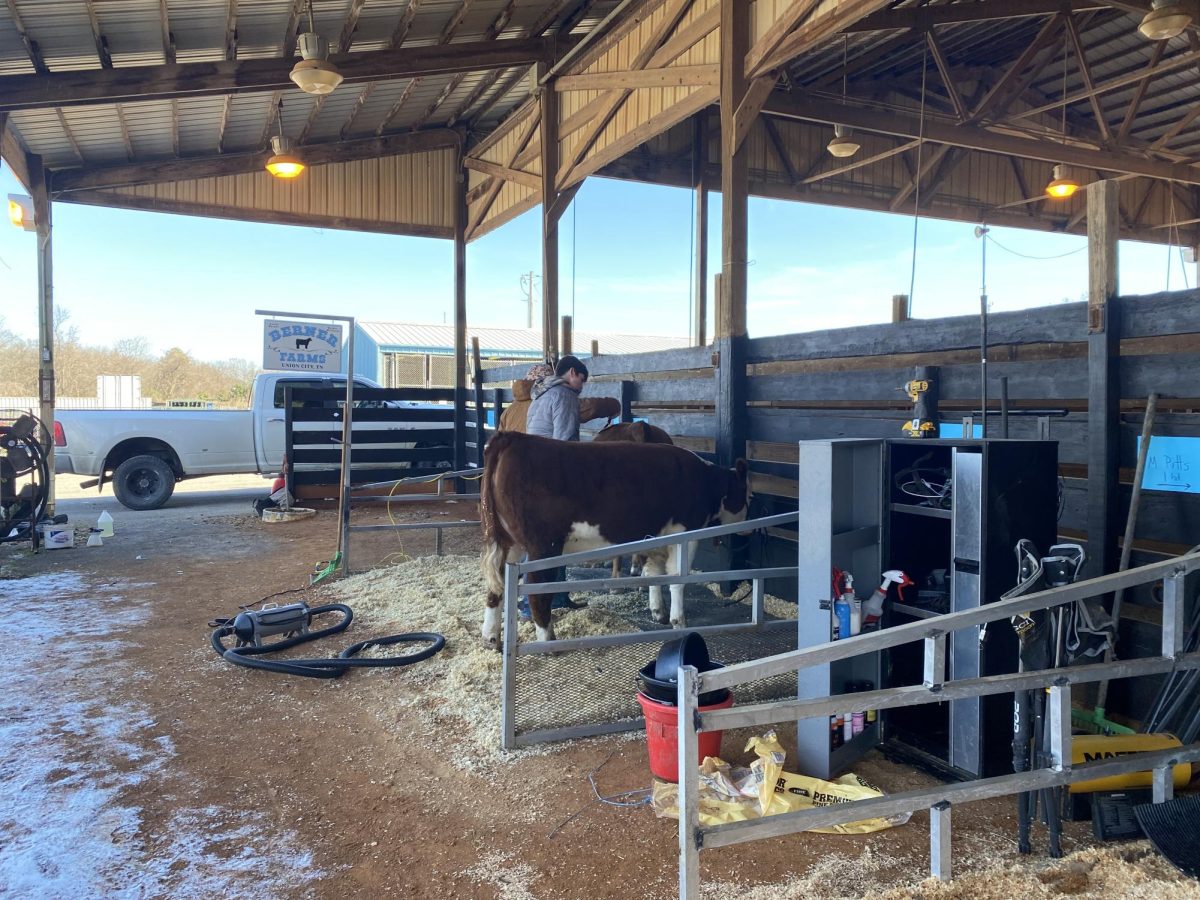 Students help with cows in the MTSU Agriculture Department in Murfreesboro, Tennessee. (Photo by Wren Bailey)